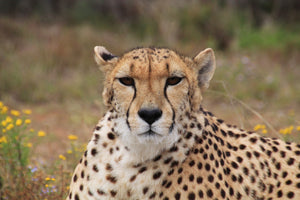 framedcanvas-print-cheetah-xl