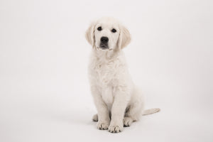 canvas-print-sweet-golden-retriever-puppy