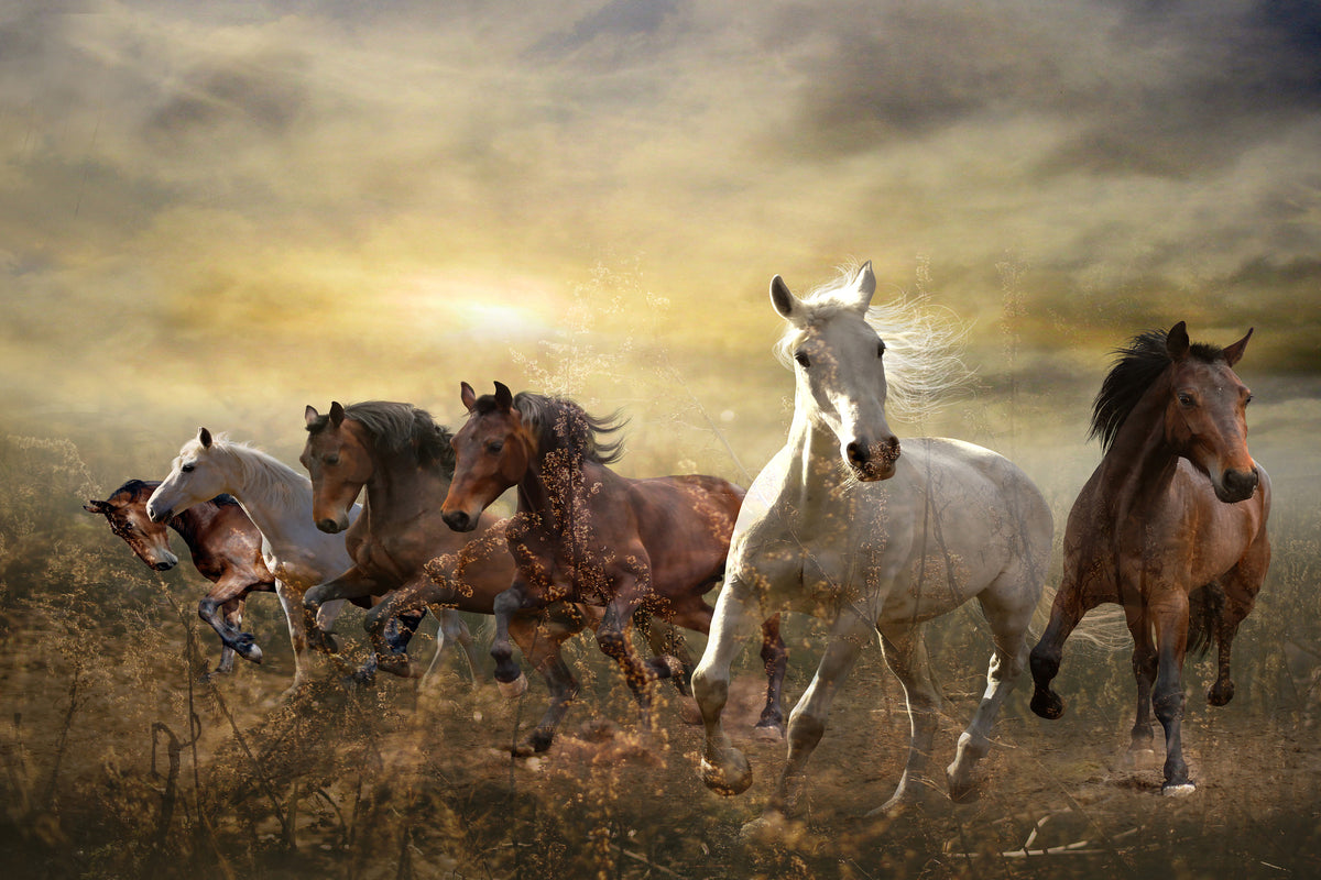 framedposter-print-wild-wild-horses
