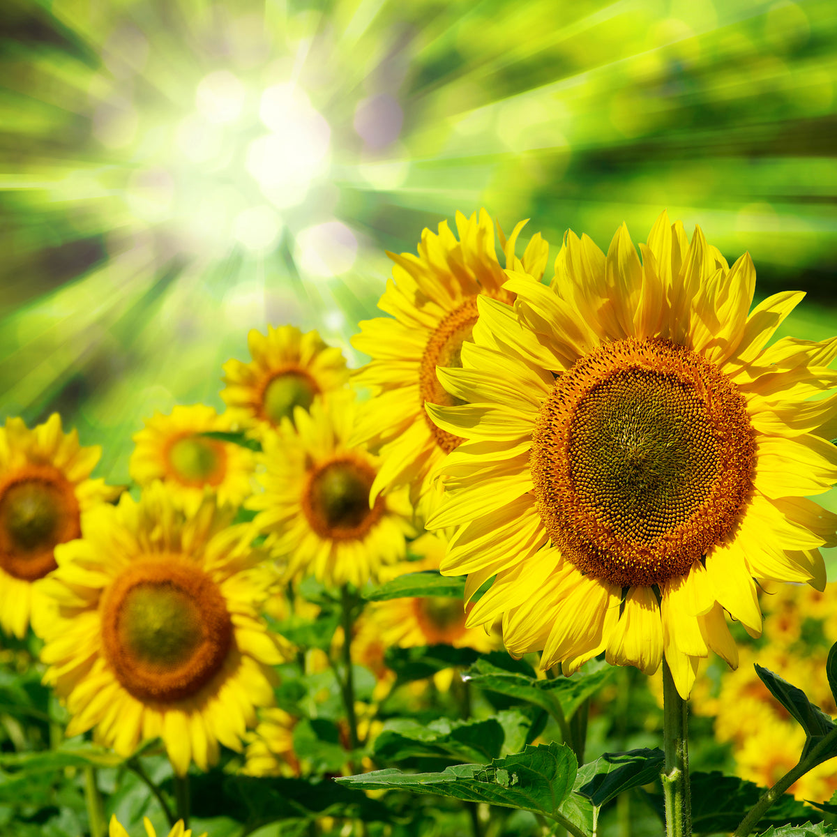 aluminium-print-the-sun-and-the-flowers