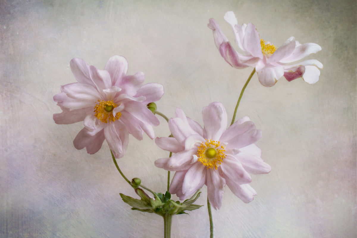 aluminium-print-anemones