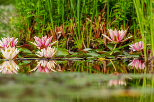 aluminium-print-wild-water-lilies