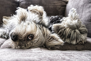 framedcanvas-print-2-cute-dogs