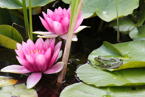 3-piece-aluminium-print-the-frog-in-the-protection-of-water-lilies
