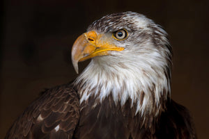 acrylic-print-caged-eagle