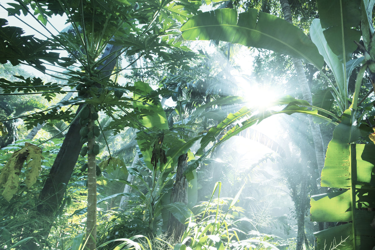 canvas-print-jungle-star