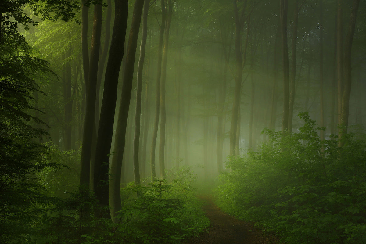 framedcanvas-print-forest-morning