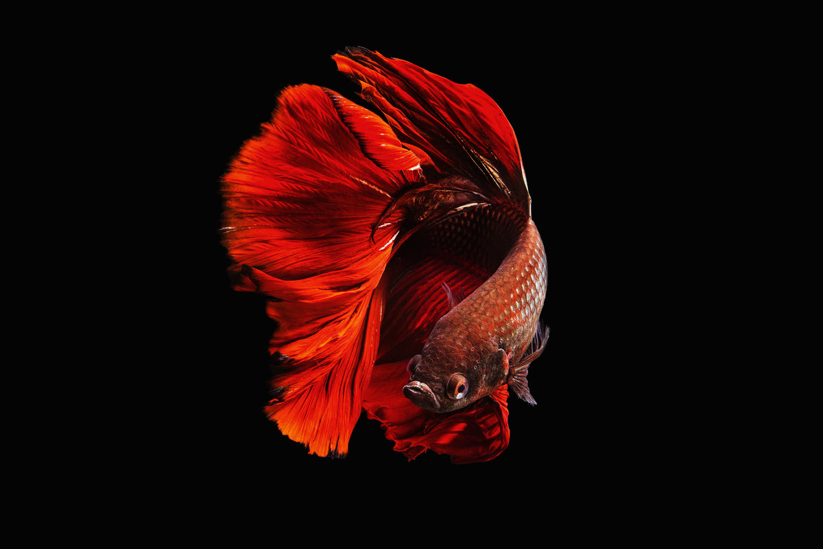 canvas-print-the-red