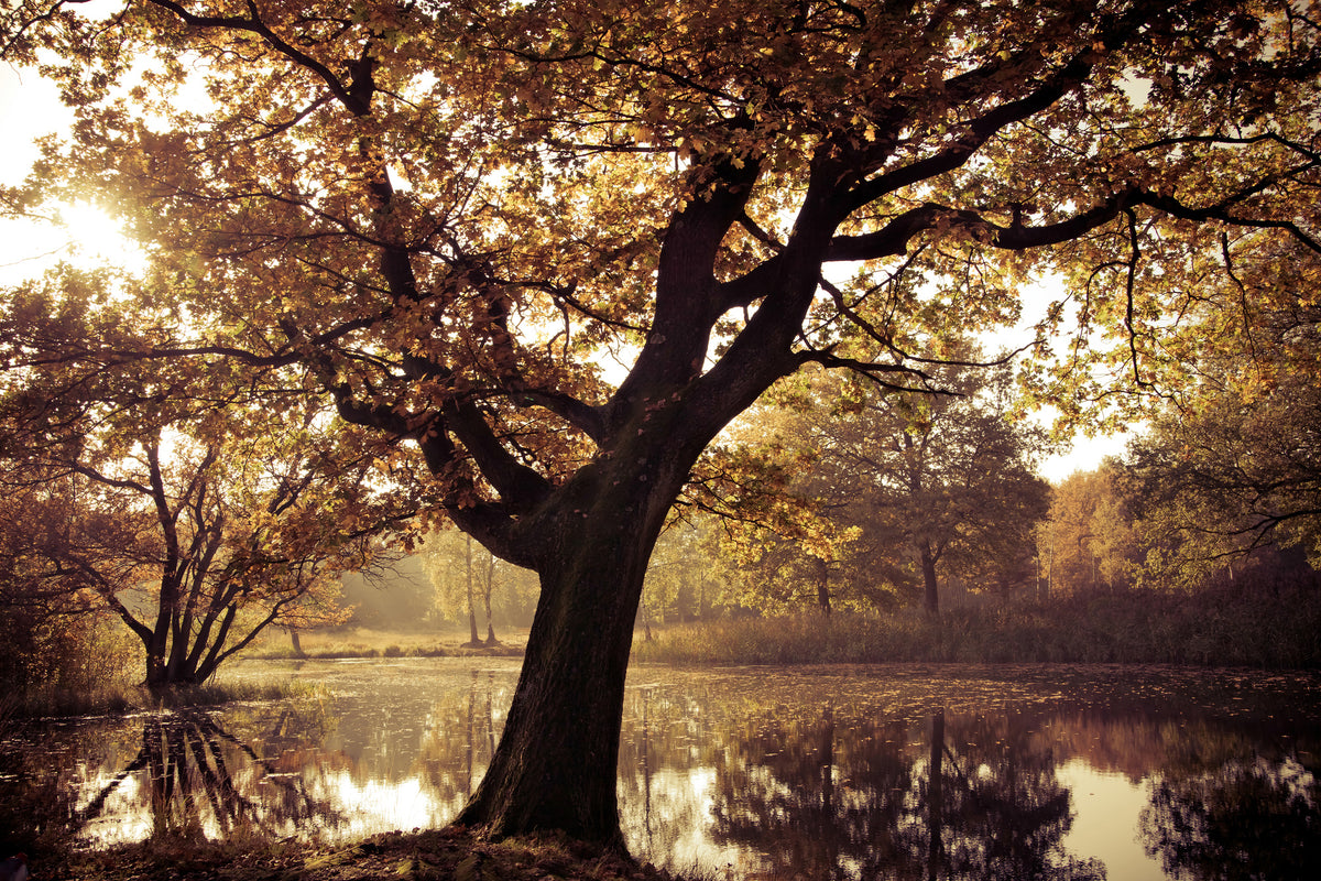 poster-print-landscape-park