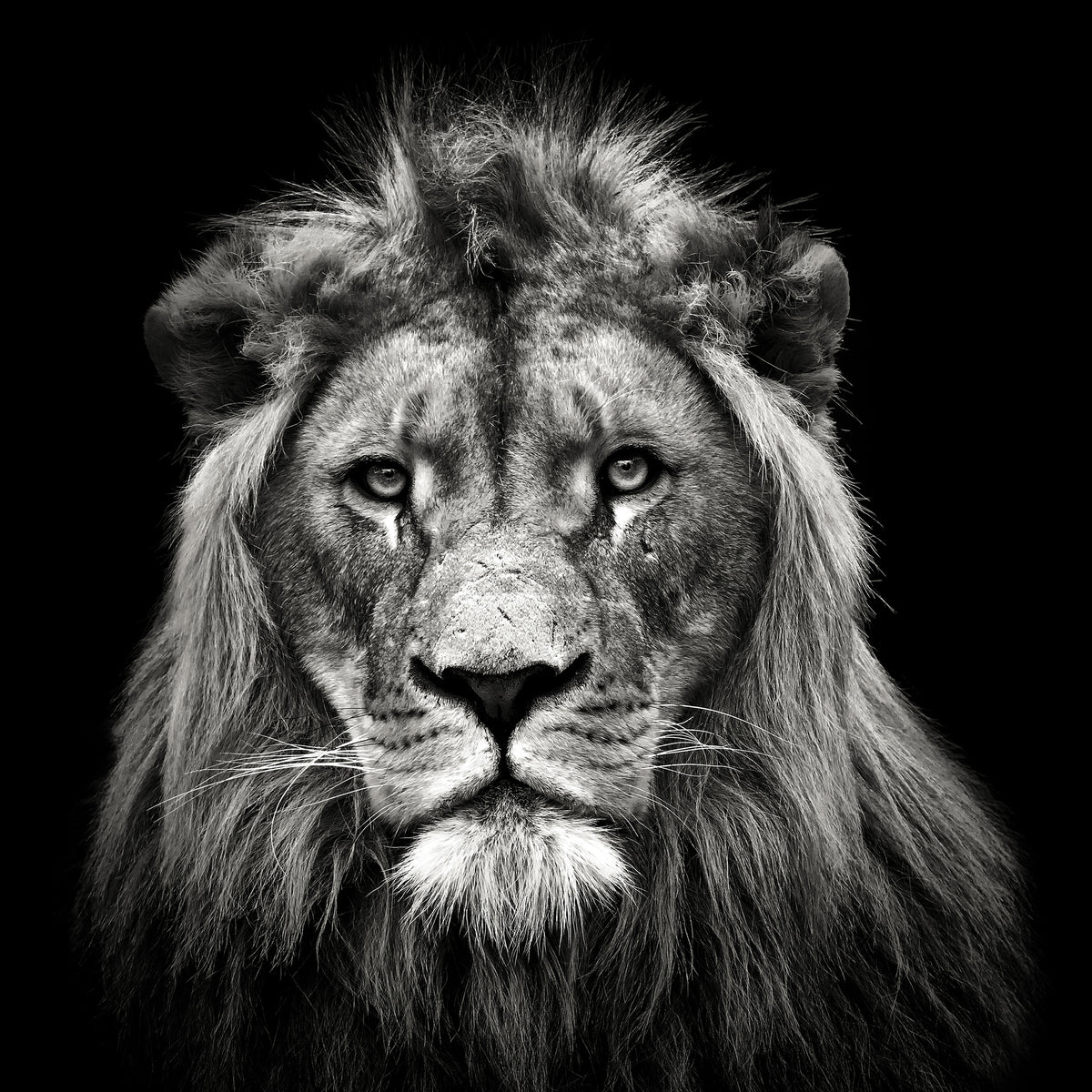 acrylic-print-young-male-lion-x