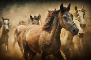 framedposter-print-painting-wild-horses