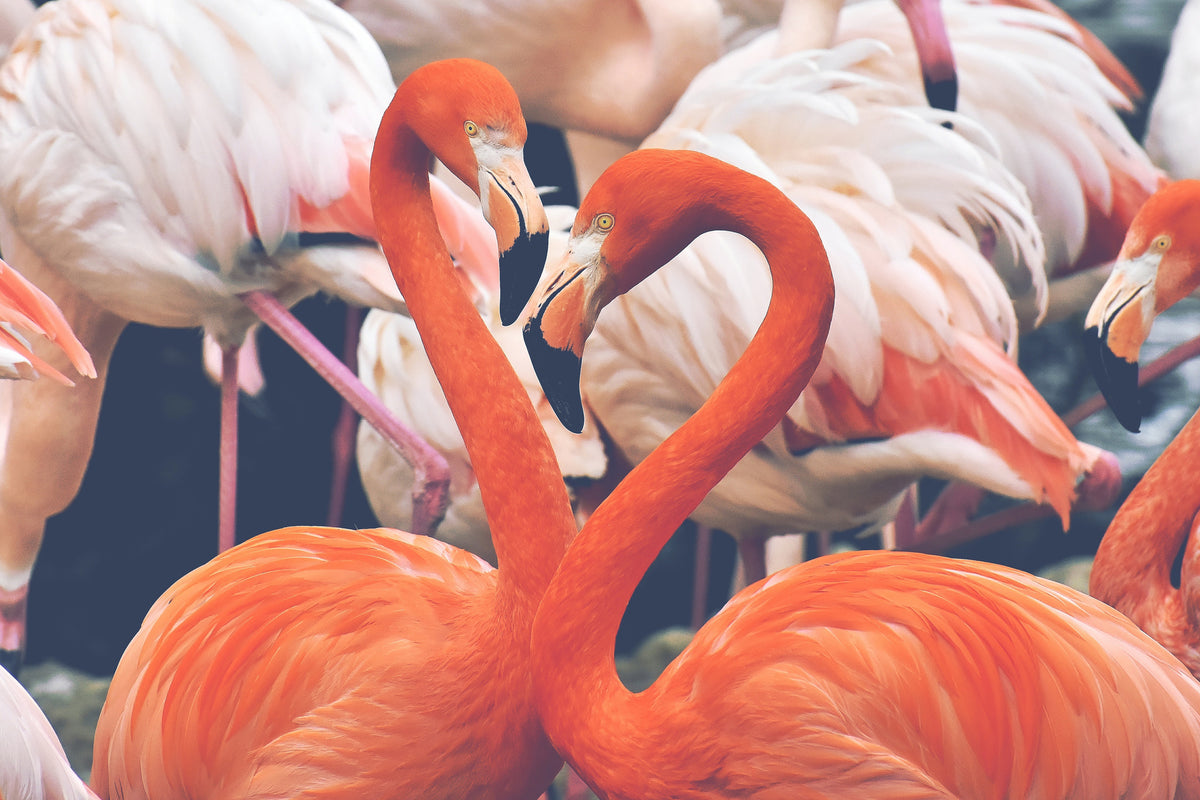 framedposter-print-colorful-flamingos