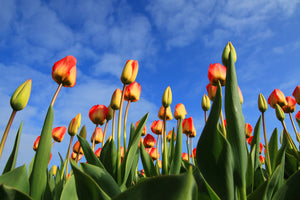 framedposter-print-tulips-tower-to-the-sky