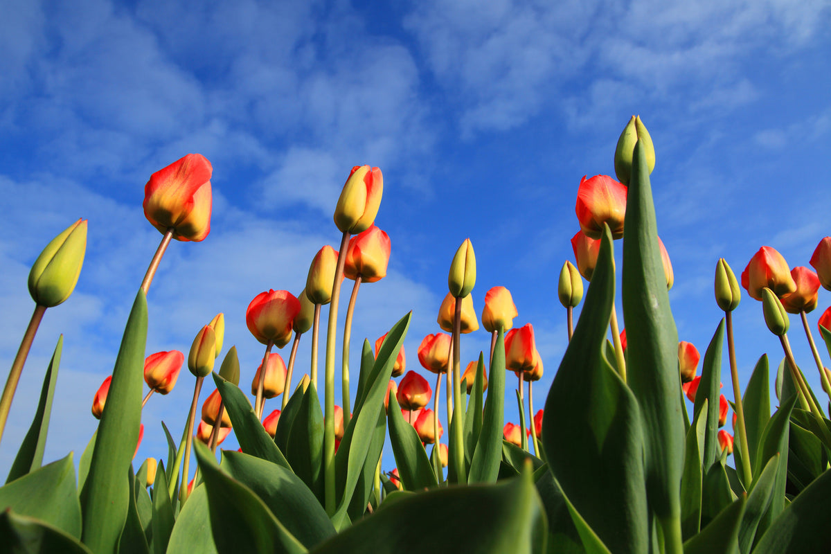 framedposter-print-tulips-tower-to-the-sky