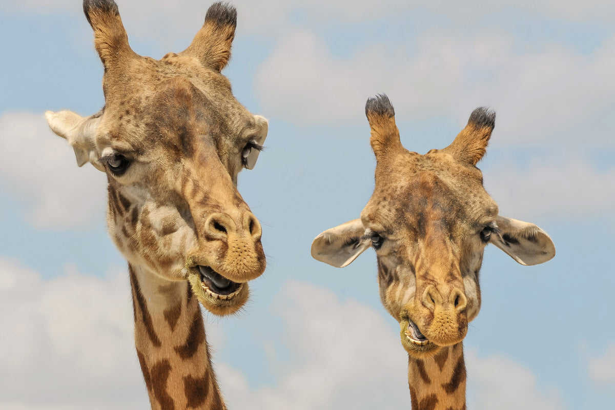framedcanvas-print-2-giraffes
