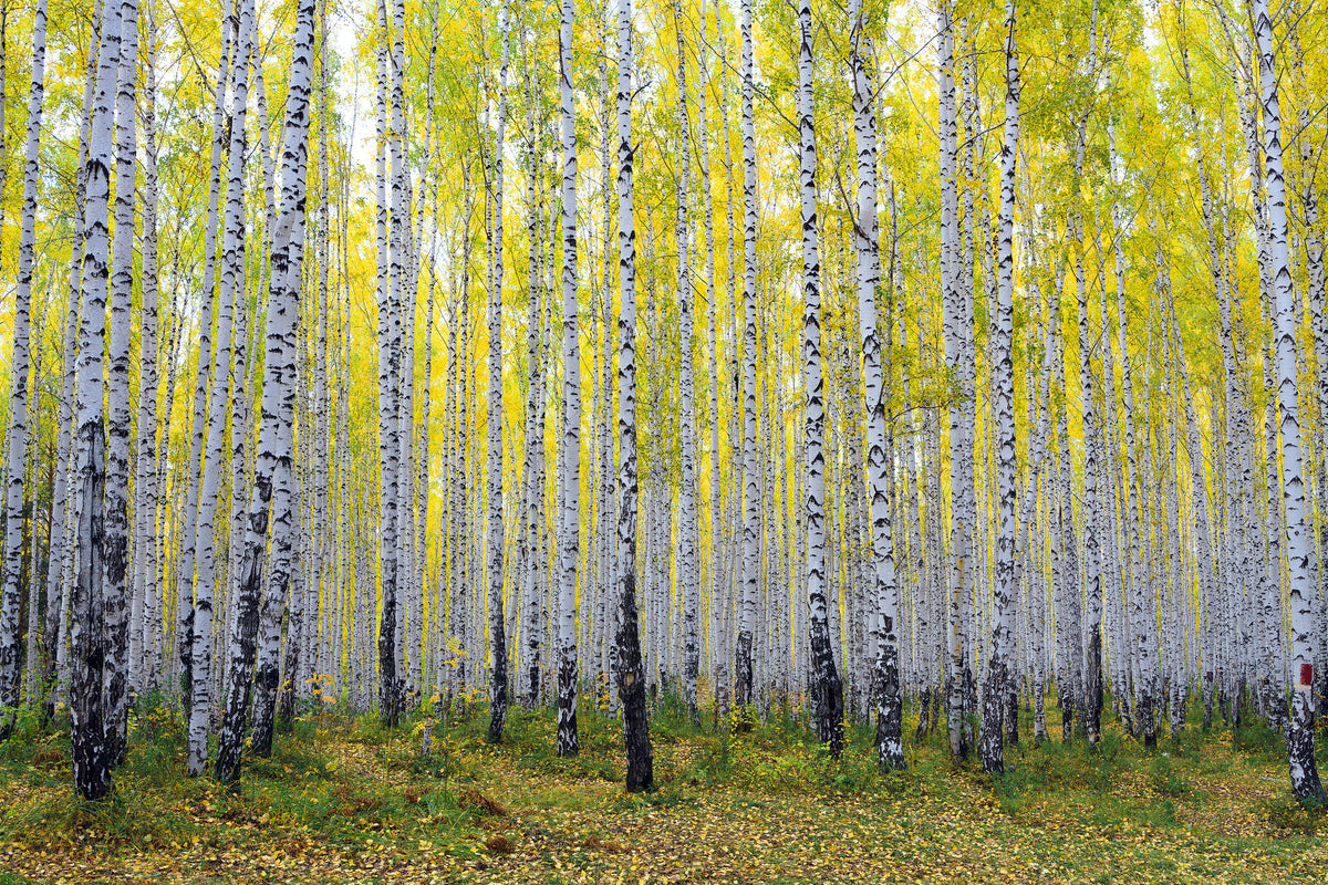 aluminium-print-autumnal-birch-forest