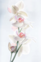 aluminium-print-pale-beauty