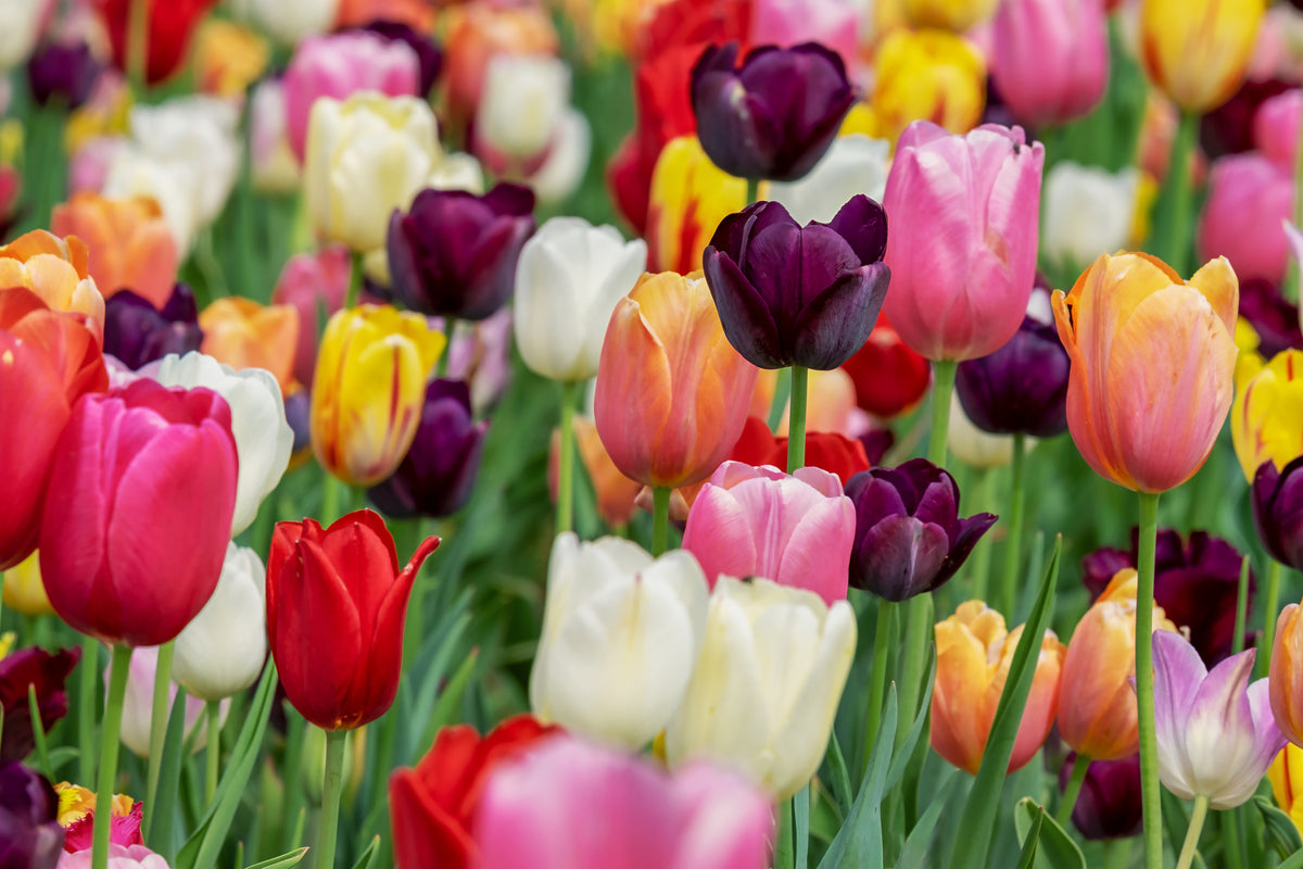 acrylic-print-the-colors-of-the-tulips