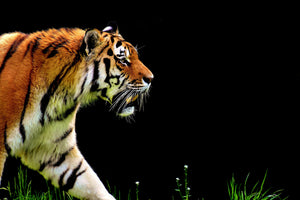 3-piece-canvas-print-imposing-tiger
