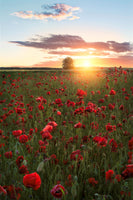 framedposter-print-poppy-fields-of-sweden