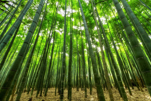 aluminium-print-the-bamboo-forest