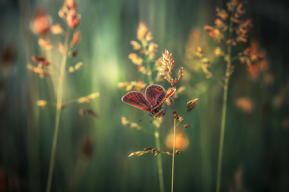 canvas-print-last-light