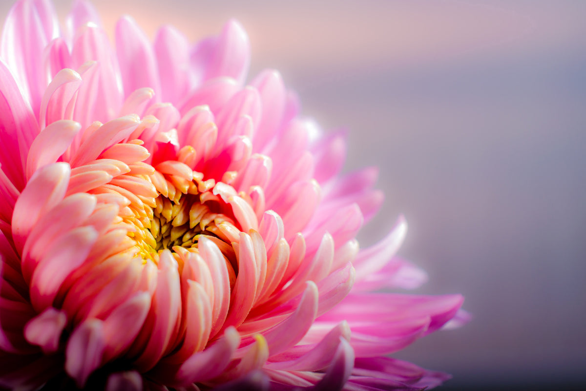 3-piece-canvas-print-macro-chrysanthemum