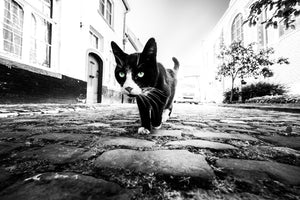 acrylic-print-focus-x