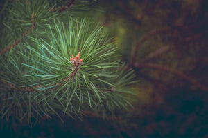 3-piece-aluminium-print-pine-tree-close-up