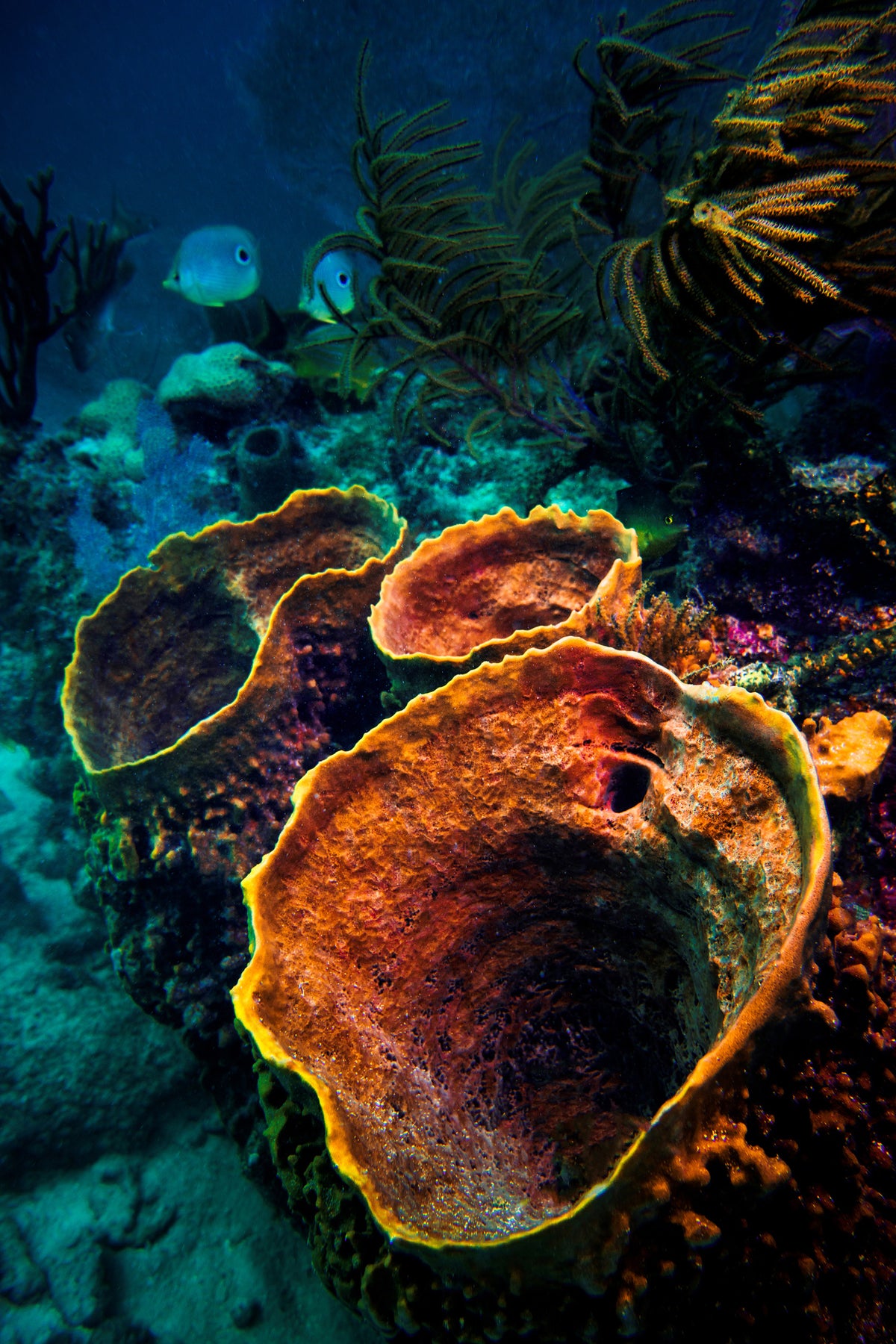 aluminium-print-coral-vulcanos