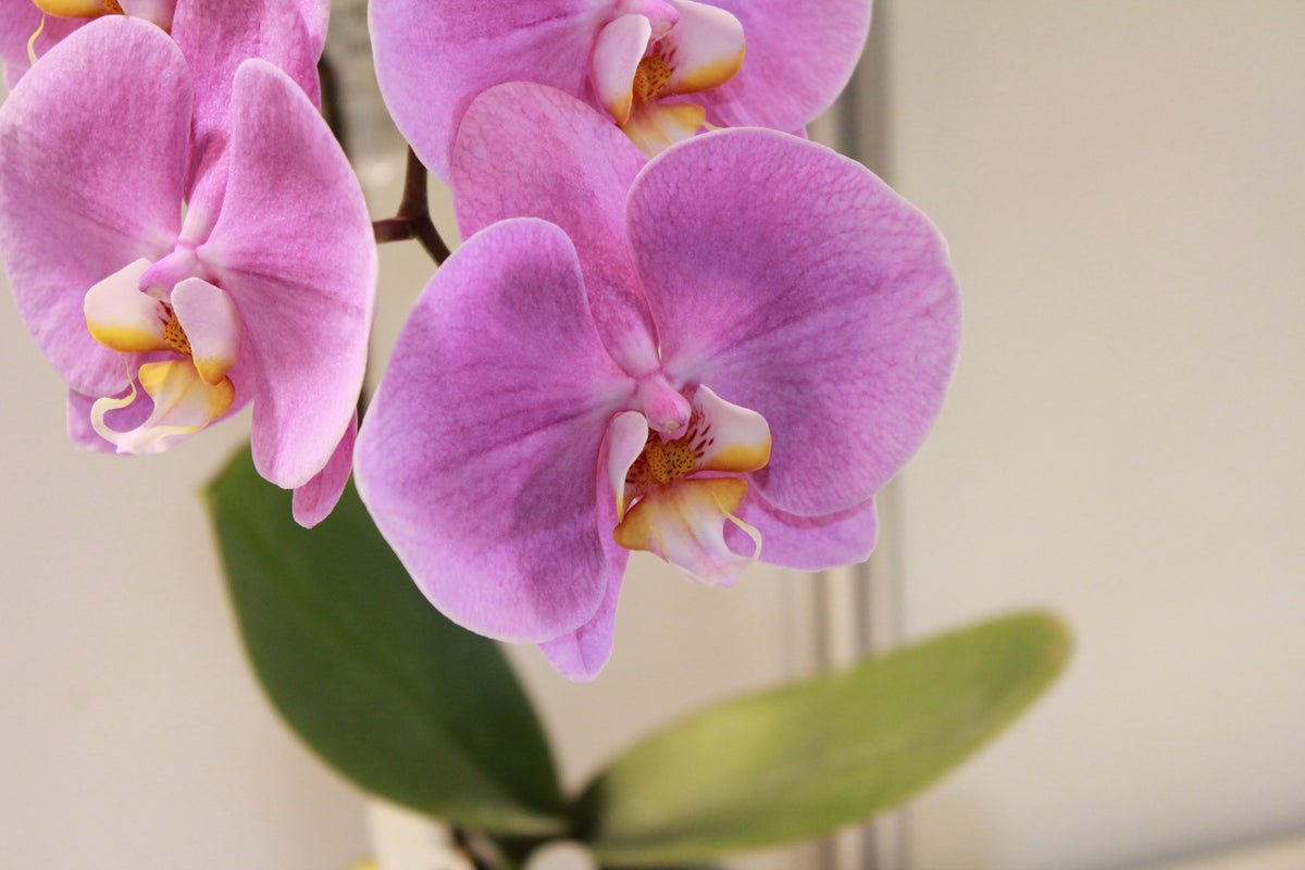 3-piece-acrylic-print-orchids-with-purple-flowers-in-xl
