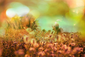3-piece-aluminium-print-flower-meadow-at-twilight