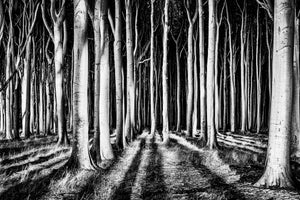 framedcanvas-print-ghost-forest
