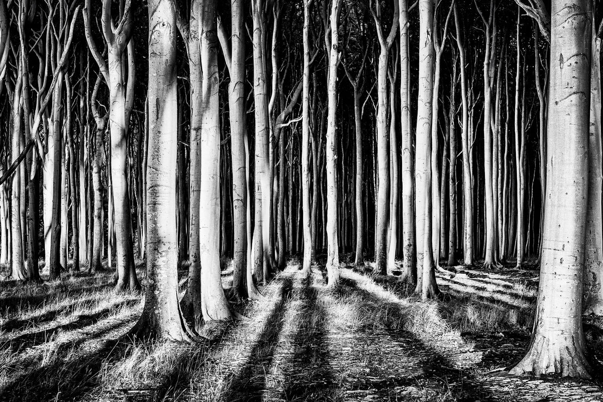 framedcanvas-print-ghost-forest