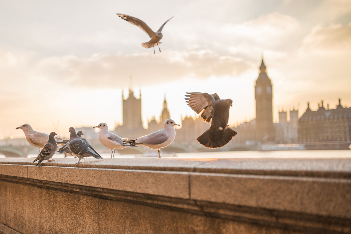 poster-print-the-pigeons-on-the-roof