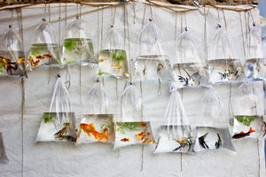 framedposter-print-the-wall-of-fish