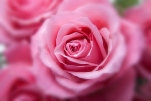 modern-3-piece-aluminium-print-roses-macro