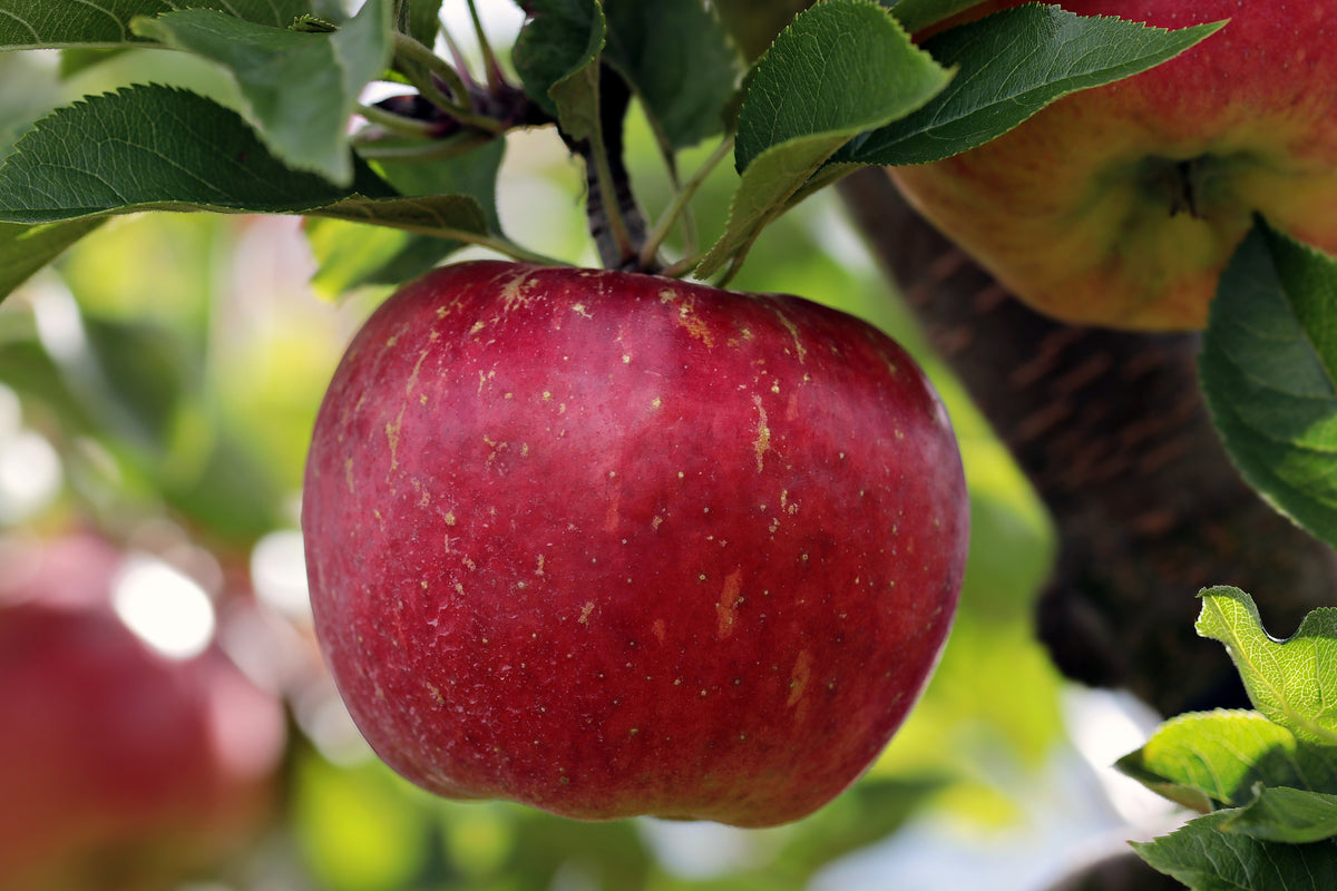 canvas-print-apple-in-xxl