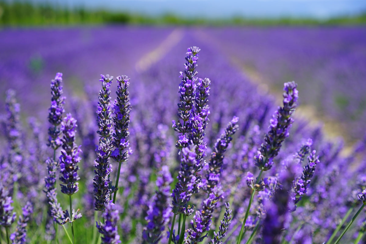 canvas-print-the-lavender-flowers