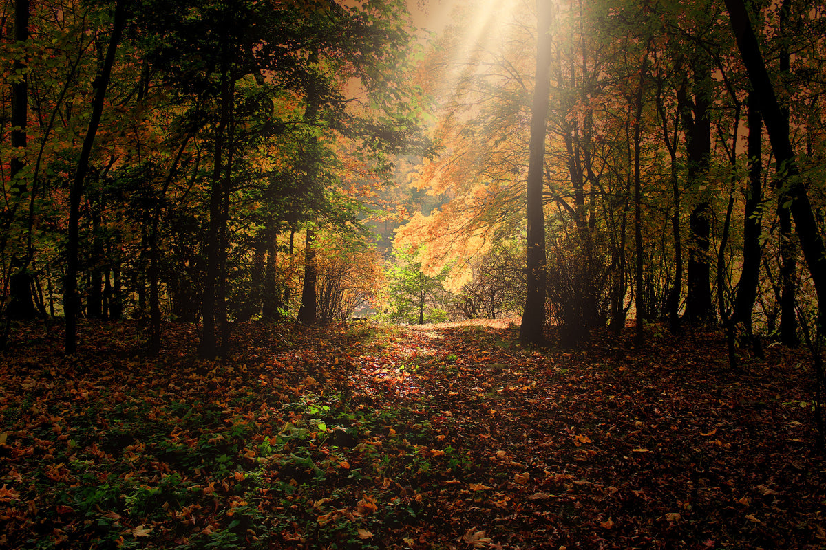 framedposter-print-the-deciduous-forest
