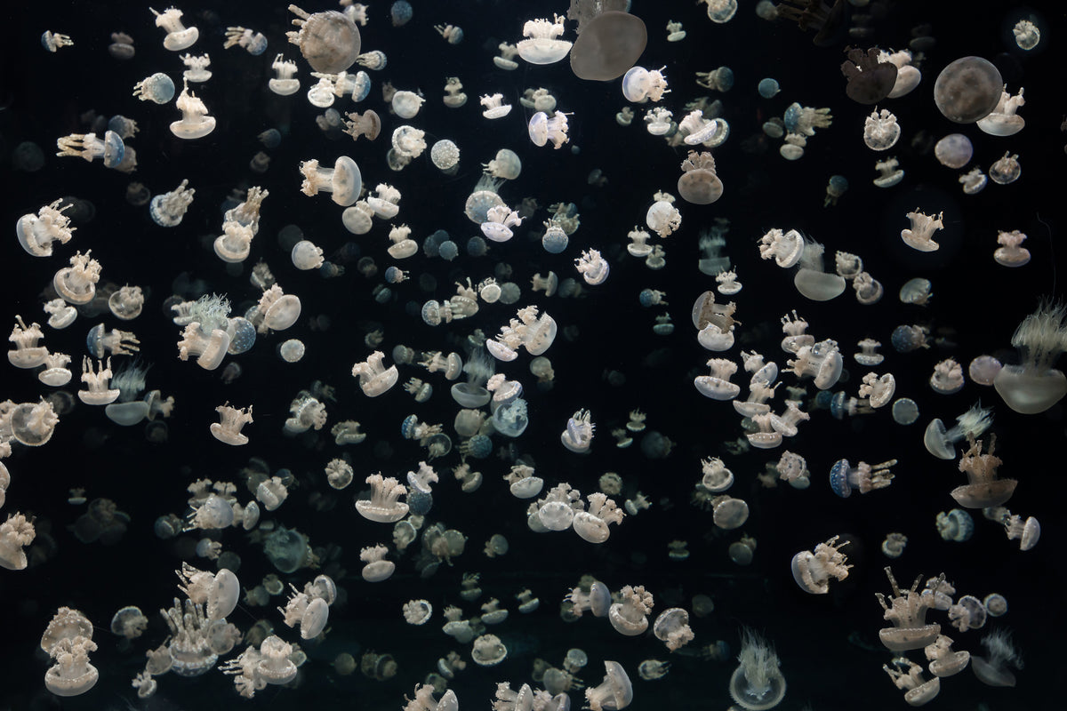 framedposter-print-just-some-jellies
