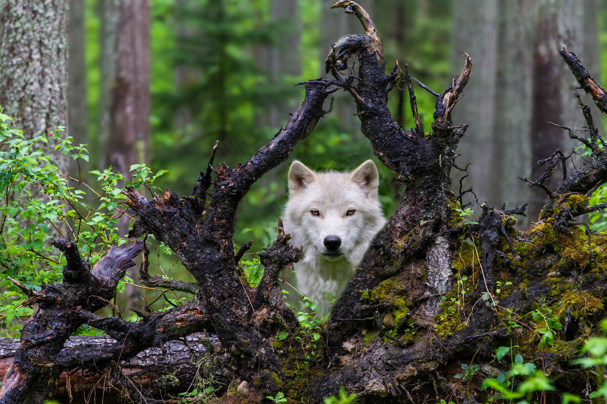 aluminium-print-wolf-x