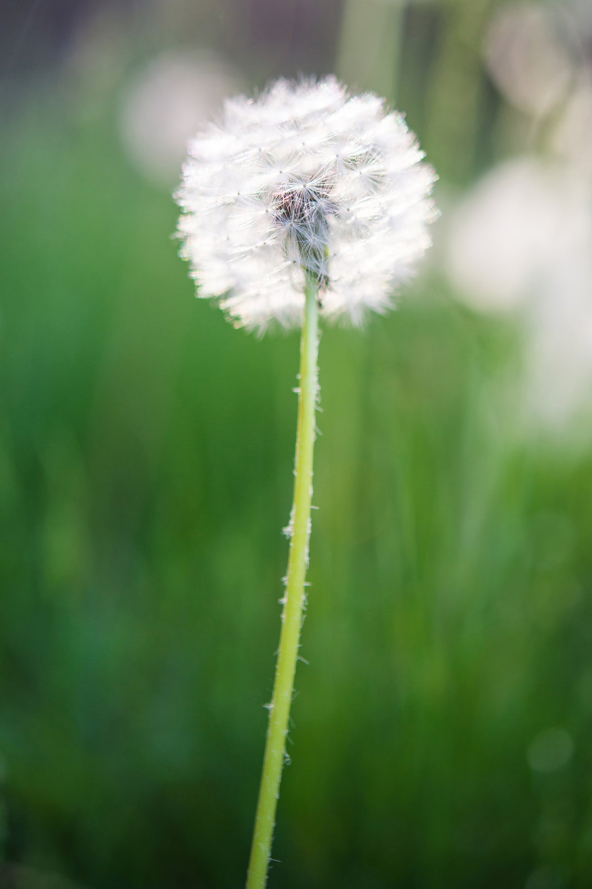 acrylic-print-dandelion