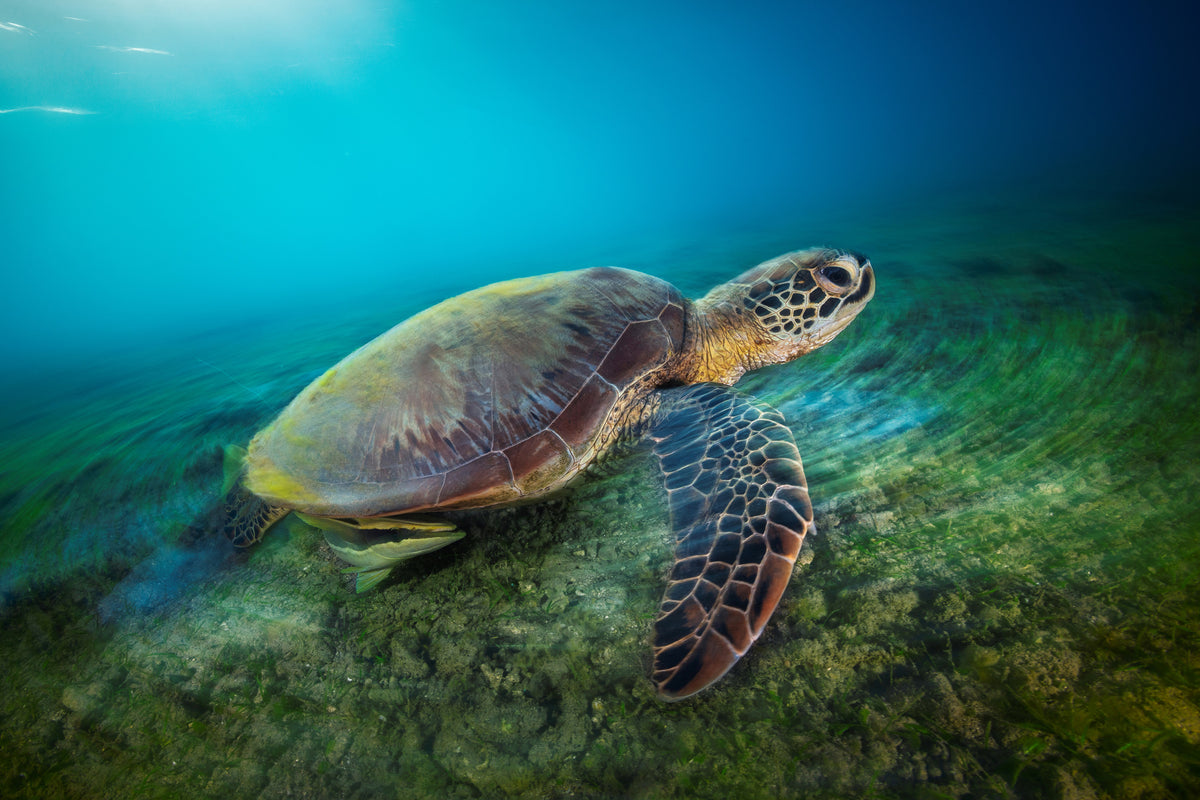 3-piece-aluminium-print-green-turtle