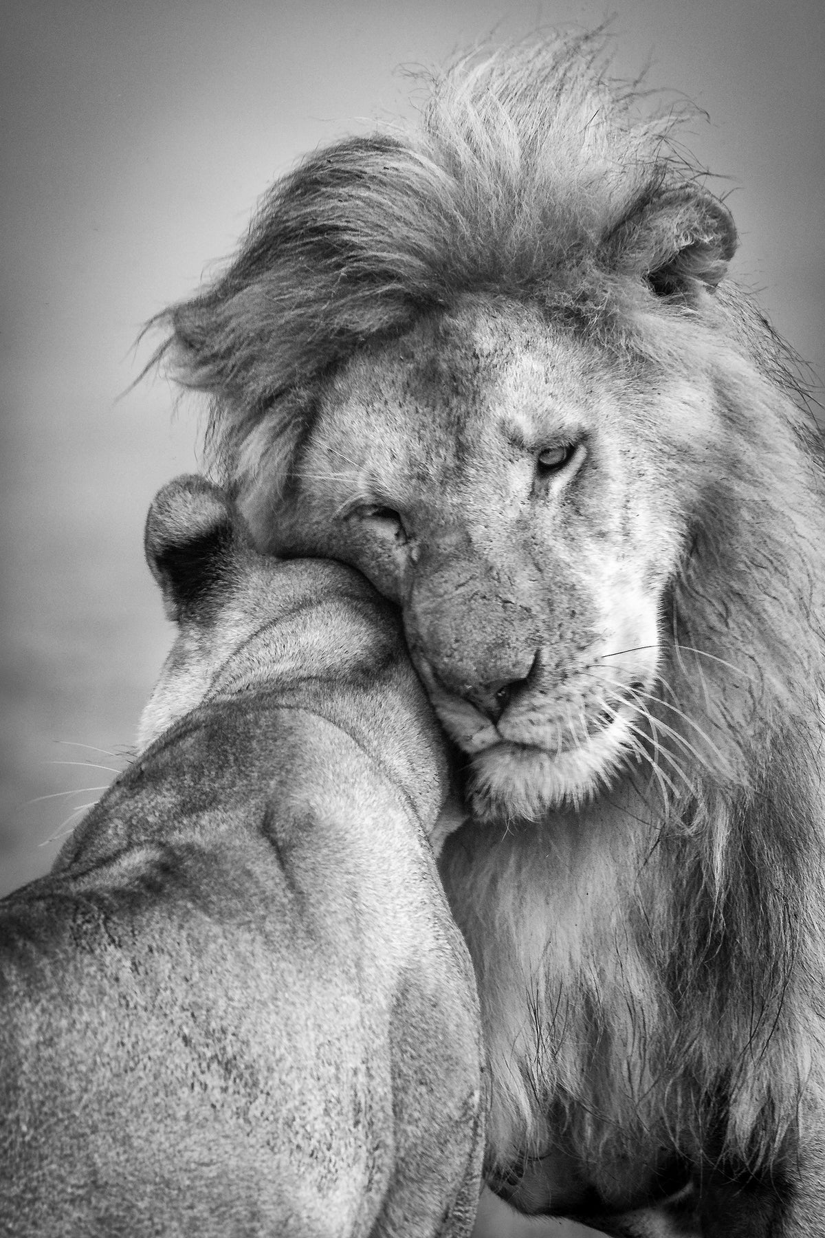 framedcanvas-print-african-love-x