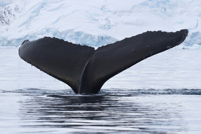 poster-print-the-humpback-whale