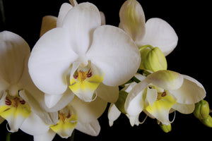 3-piece-acrylic-print-white-orchids-in-bloom