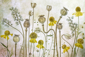 framedposter-print-poppies-and-helenium-x