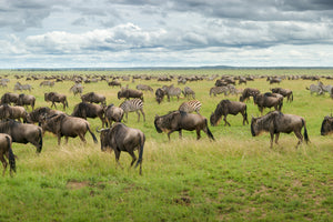 framedcanvas-print-great-migration-in-serengeti-plains-x