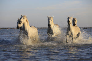 acrylic-print-horses-in-the-sea